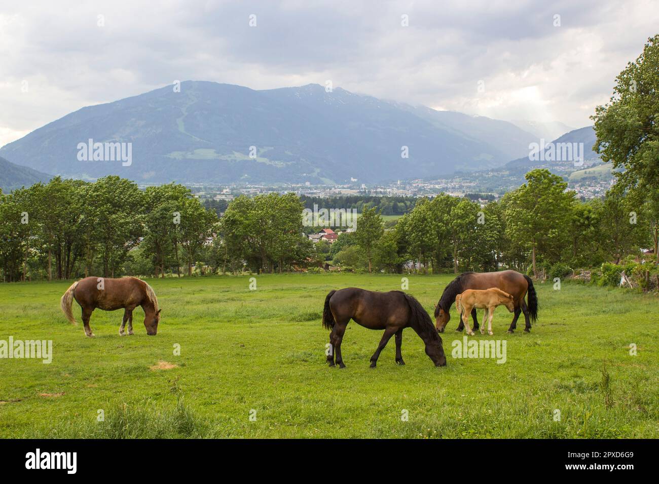 Chevaux dans les Dolomites de Lienz en Autriche. Tyrol de l'est Banque D'Images