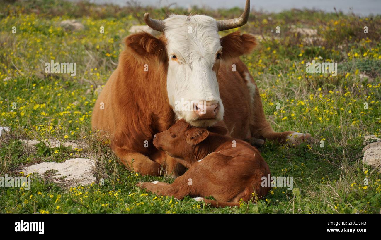 Vache et veau allongé dans un pré. Tendresse du veau Banque D'Images