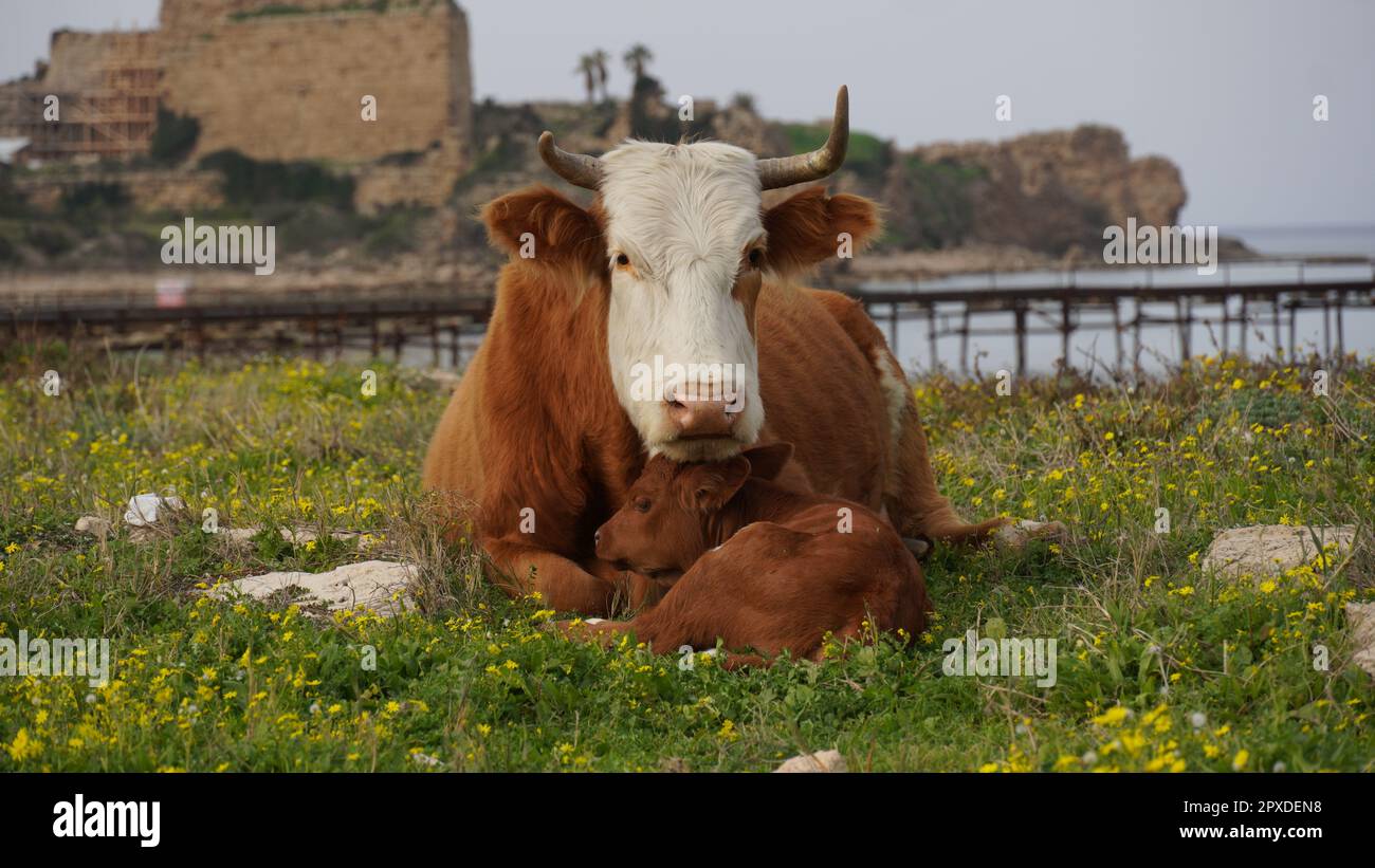 Vache et veau allongé dans un pré. Tendresse du veau Banque D'Images