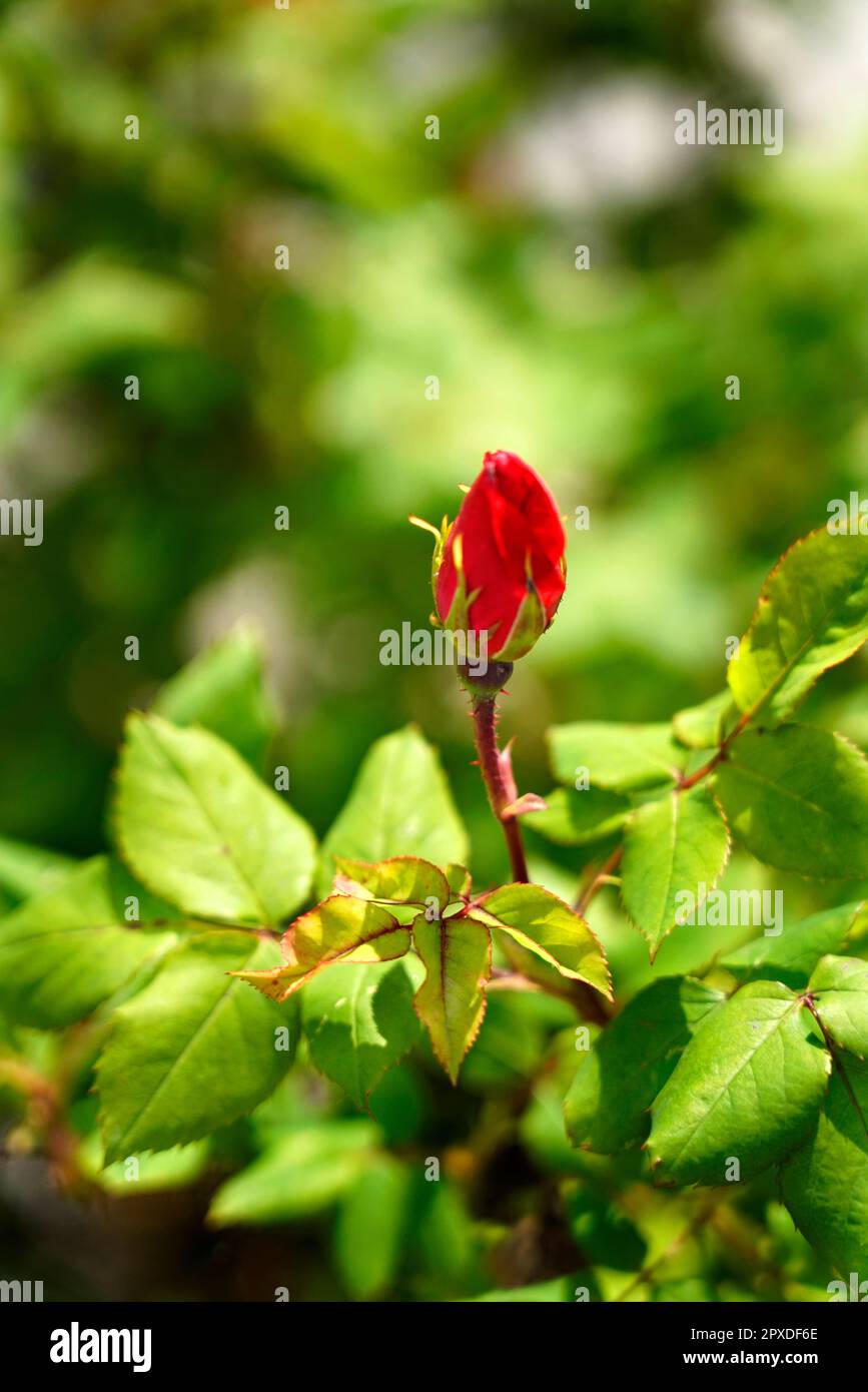 Rosa Gallica, Rosa francese, rosa di Provins, plante florale, angiosperme, Rosaceae, Rosales, fleur, buisson, fleur, rouge, Banque D'Images