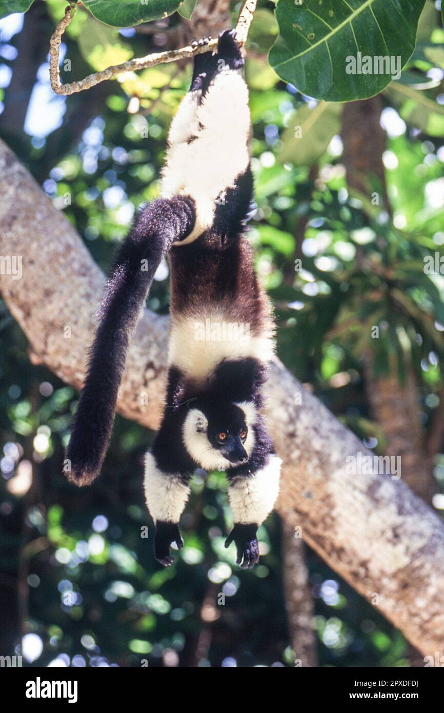Noir & Blanc, la gélinotte lémuriens (Le Varecia variegata variegata), l'île aux Nattes, Madagascar, Afrique Banque D'Images