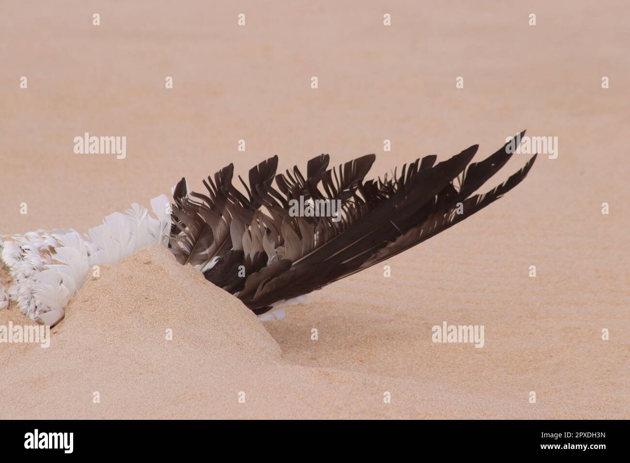 Aile d'oiseau mort dans le sable Banque D'Images