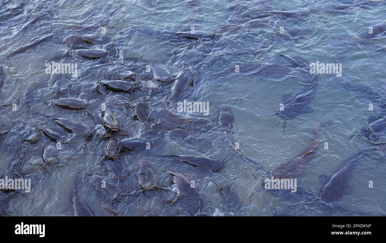 Poisson-chat noir d'eau douce. Groupe de poissons-chats en attente de l'alimentation du pain dans le marais. Banque D'Images