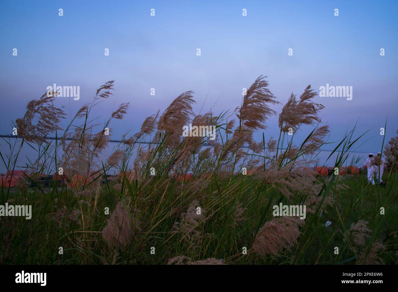 L'herbe de KanS ou le saccharum spontaneum fleurs champ contre le ciel bleu coloré de la soirée Banque D'Images