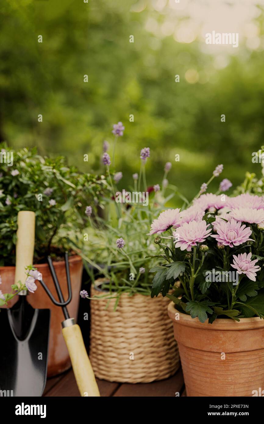 Différentes fleurs et herbes en pot, équipement de jardinage sur fond vert d'arbres de jardin. Concept de passe-temps avec pots de fleurs et plantes sur g ensoleillé Banque D'Images