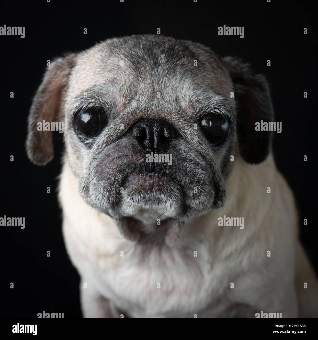 Les petits sont l'animal de compagnie le plus adorable que vous pouvez posséder. Super adorable avec le triste look! Banque D'Images