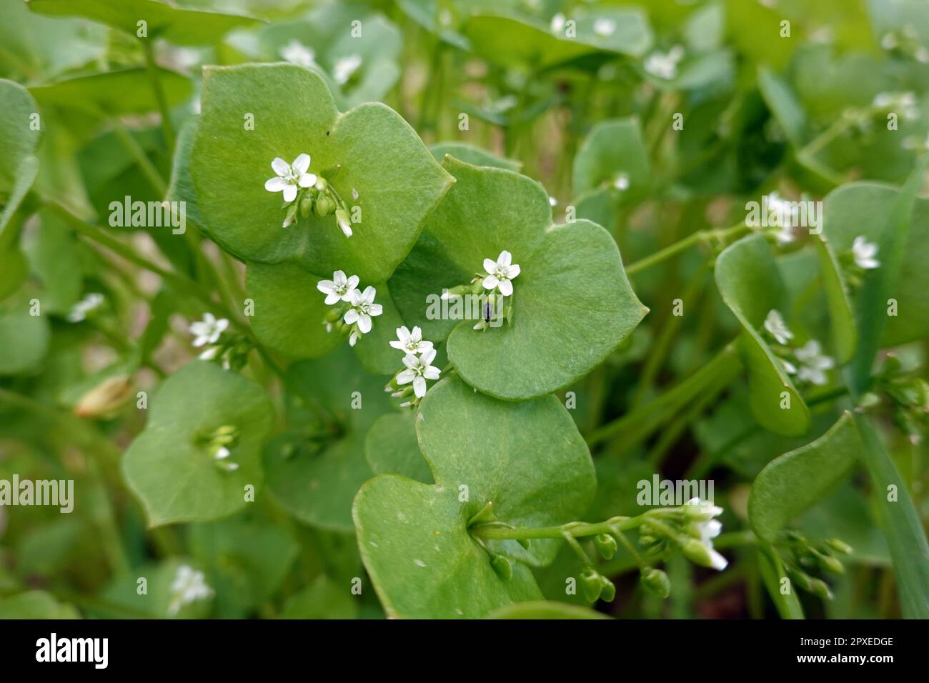 Gewöhnliches Tellerkraut - Claytonia perfoliata, Neophyt aus Nordamerika, Niedersachsen, Deutschland, Bad Bevensen Banque D'Images