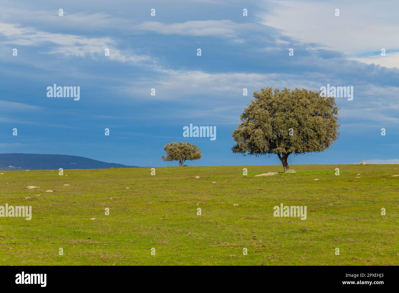 Un chêne solitaire au milieu du pâturage en Extremadura. Espagne Banque D'Images