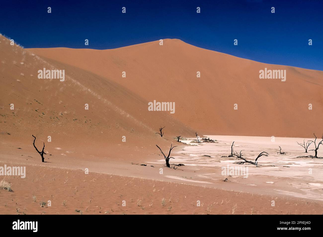 L'Afrique, la Namibie, le Parc Namib Naukluft, Hardap, Deadvlei Banque D'Images