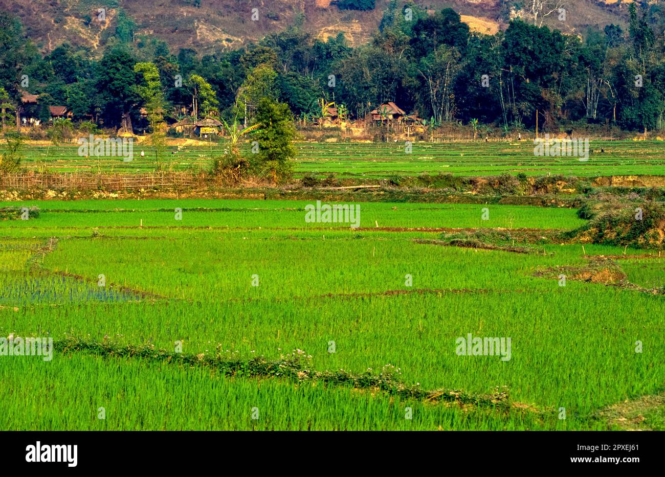 Diapositive numérisée de la photographie couleur historique des champs de riz au Vietnam Banque D'Images