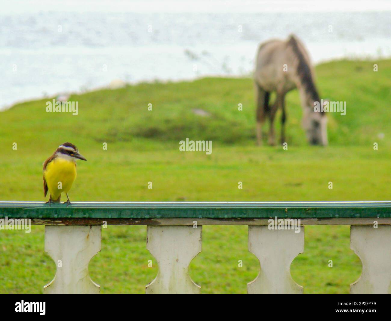 Scène rurale typique avec un oiseau sur la clôture de porche et un cheval paître sur la pelouse et un lac en arrière-plan Banque D'Images