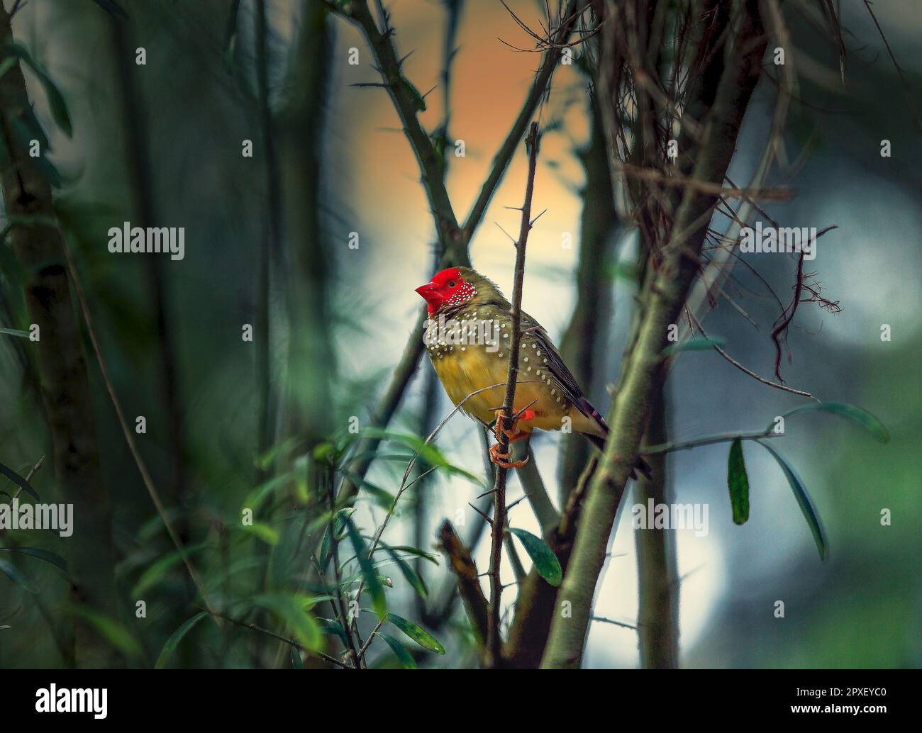 Gros plan d'un oiseau de finch étoilé perché sur une branche d'arbre Banque D'Images