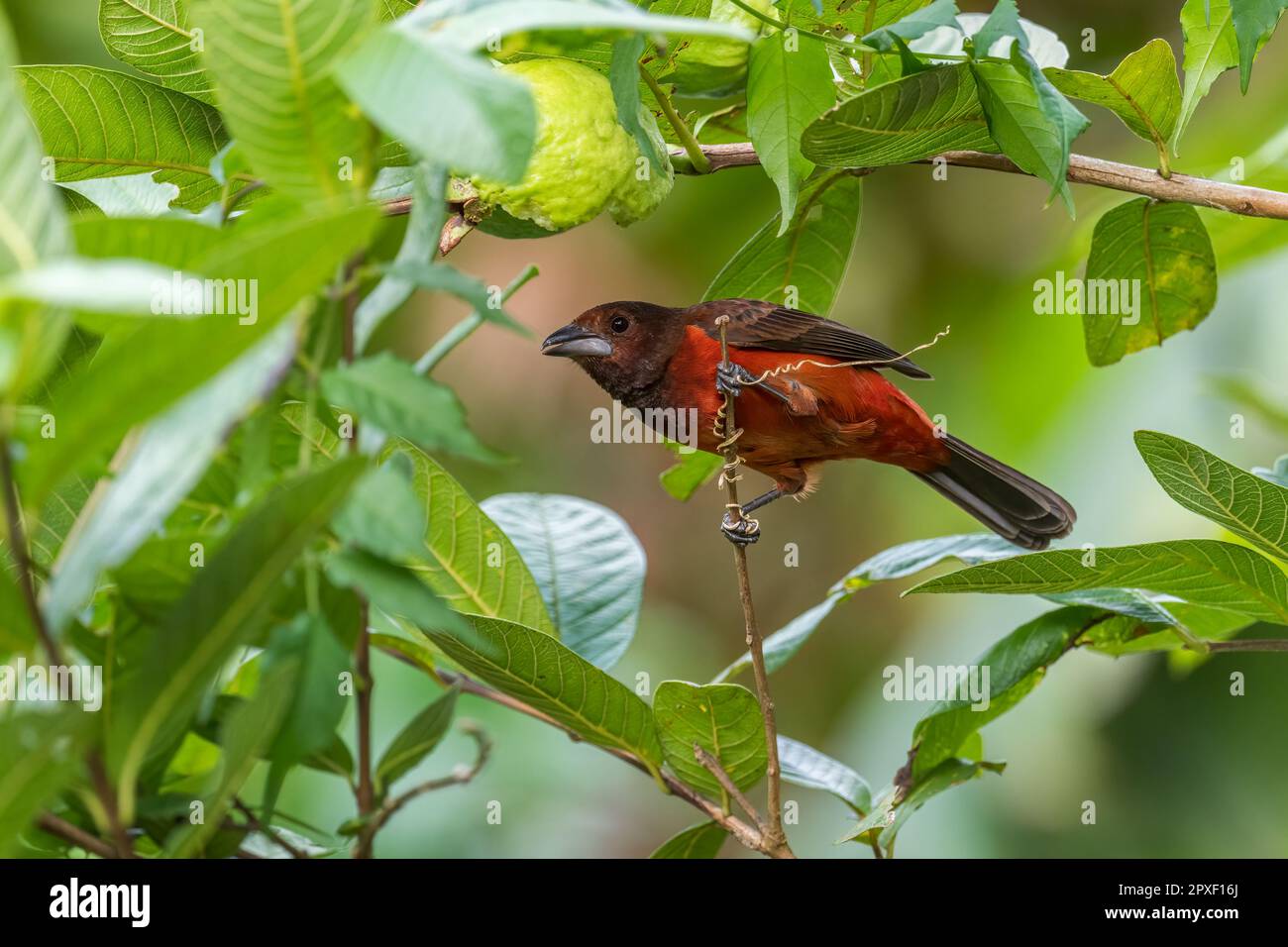 Tanager à cramoisi - Ramphocelus dimidiatus, magnifique oiseau rouge et noir provenant de forêts et de terres boisées d'Amérique latine, Panama. Banque D'Images