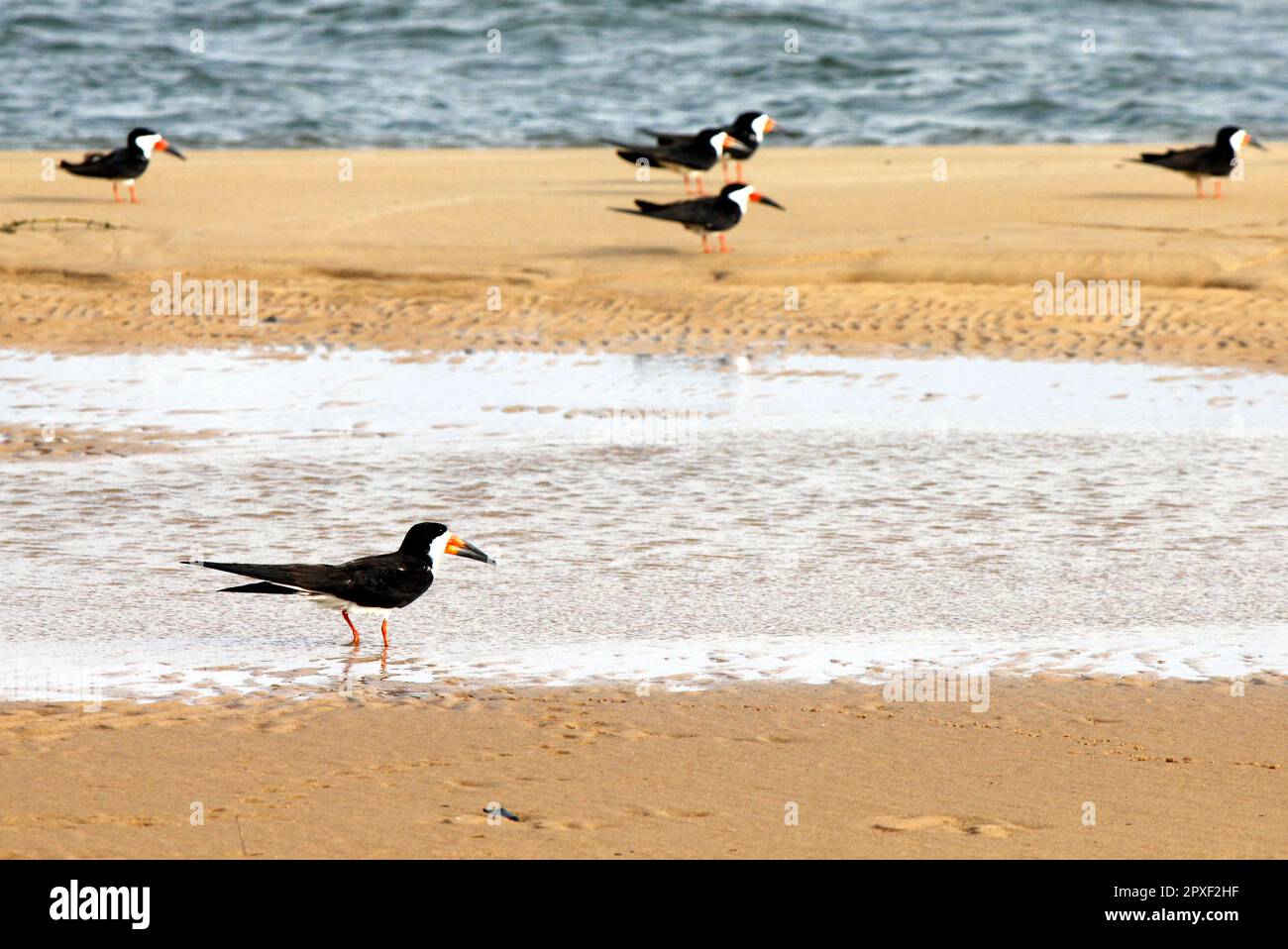 Groupe de skimmer noir (Rynchops niger) sur une rive de sable d'un fleuve au Brésil. Banque D'Images