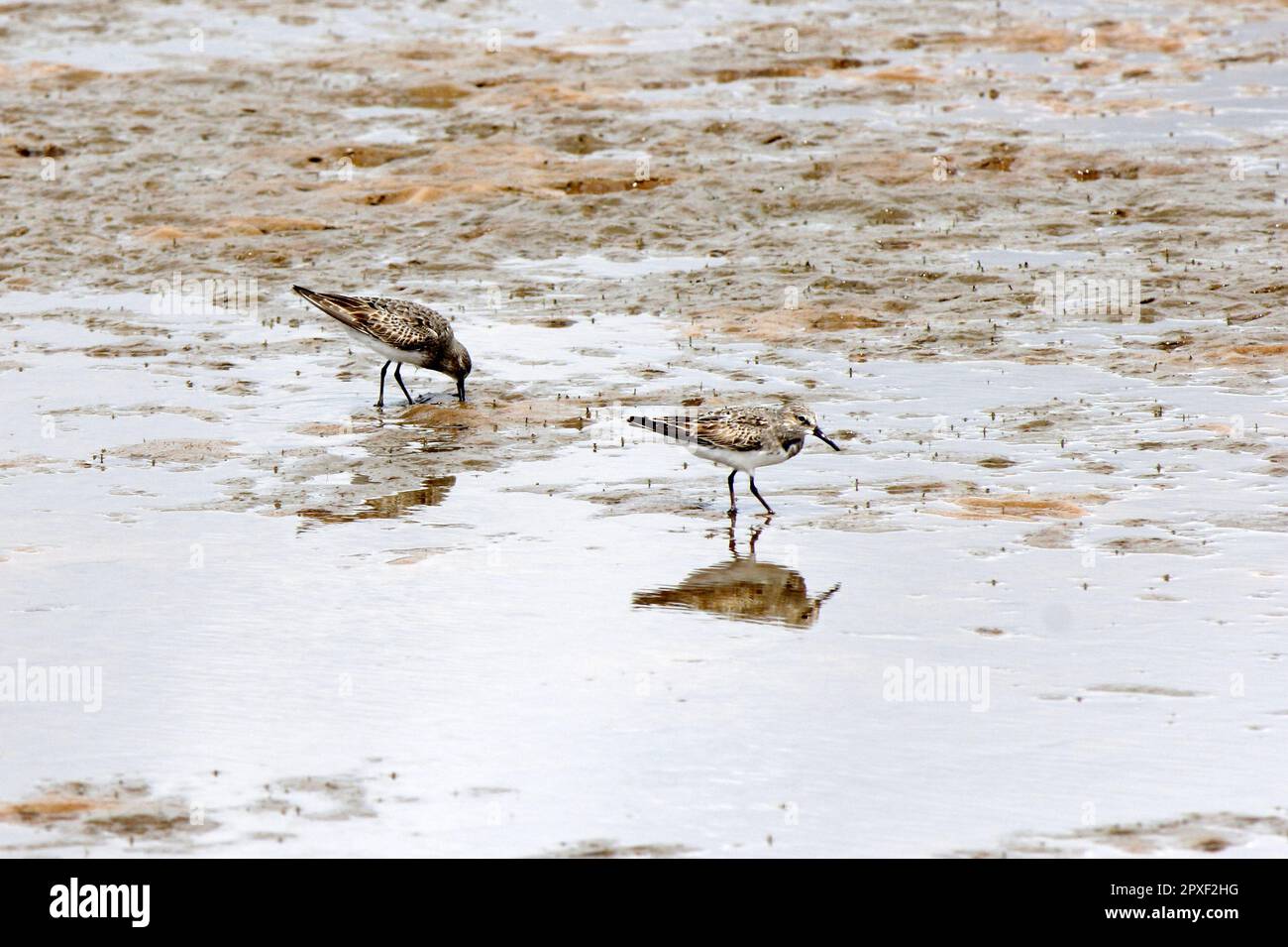 Couple de pluviers dorés américains (Pluvialis dominique) chasse dans le sable de la plage au Brésil Banque D'Images