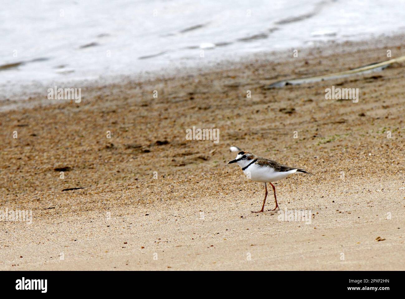 Un pluvier (Charadrius collaris) marchant le long de la plage de sable au Brésil Banque D'Images