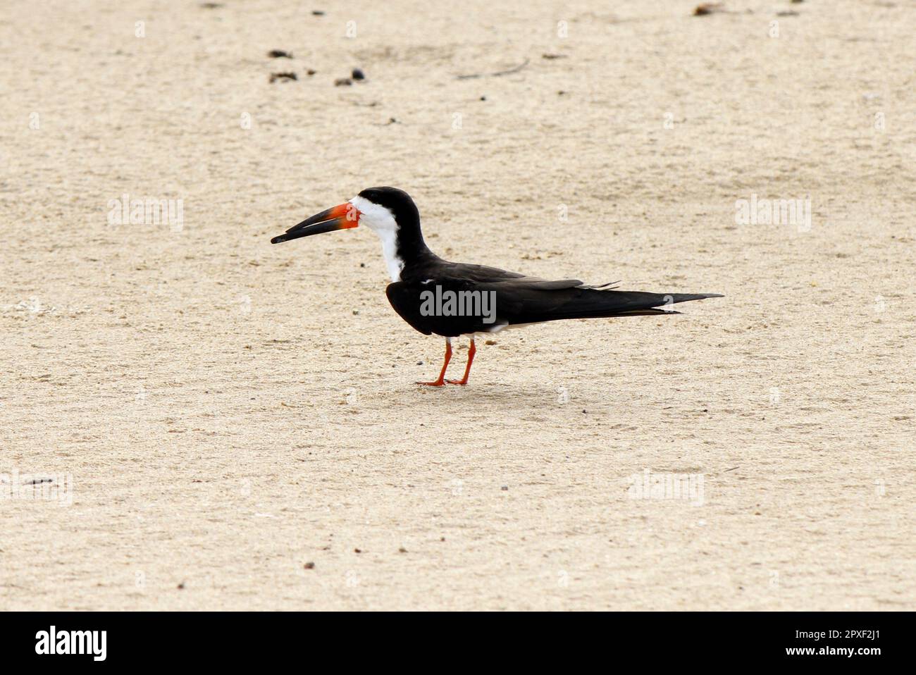 Un skimmer noir isolé (Rynchops niger) sur une rive de sable d'un fleuve au Brésil. Banque D'Images
