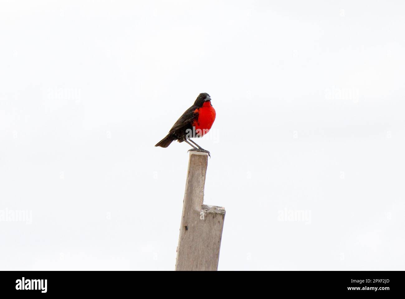 Un meadowlark (Leistes militararis) isolé à la poitrine rouge perché sur un poteau en bois avec un ciel blanc Banque D'Images