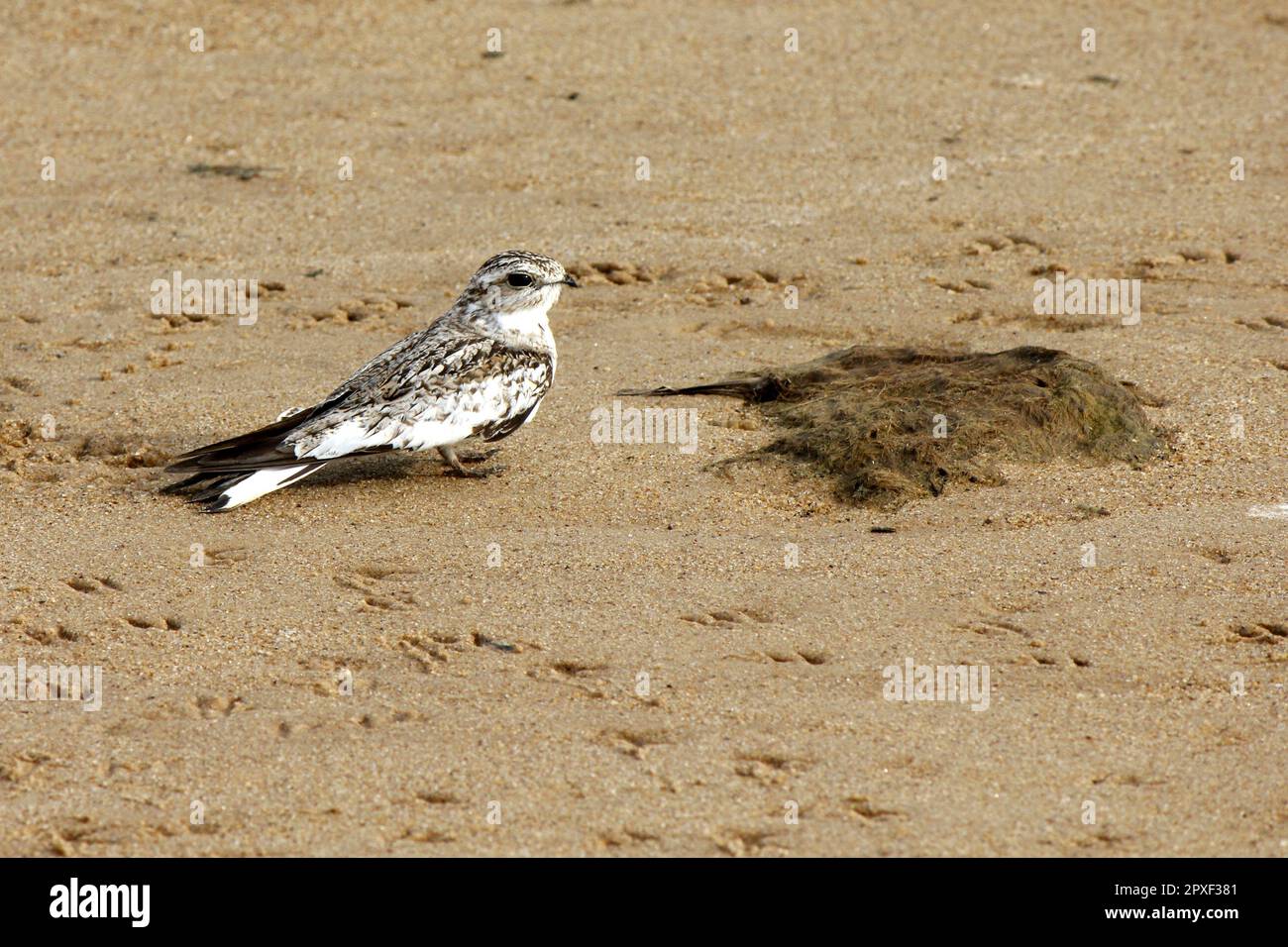 Un nighthawk (Chordeiles rupestris) de couleur sable reposant sur la plage, sur la rive du fleuve Brésil Banque D'Images