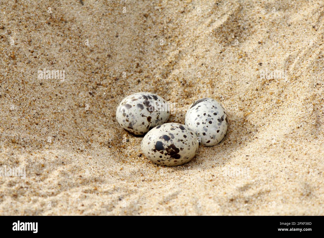 3 oeufs nighthawk de couleur sable (Chordeiles rupestris) attendant d'éclore pour les petits à partir, au Brésil Banque D'Images