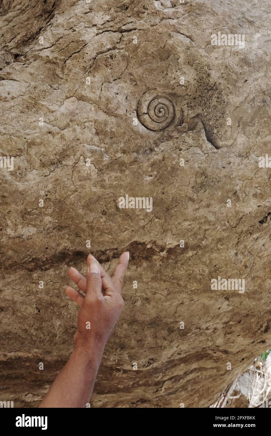 Fossiles d'animaux marins sur les murs en pierre de la grotte en pierre miroir de Labuan Bajo, Nusa Tenggara est. Banque D'Images