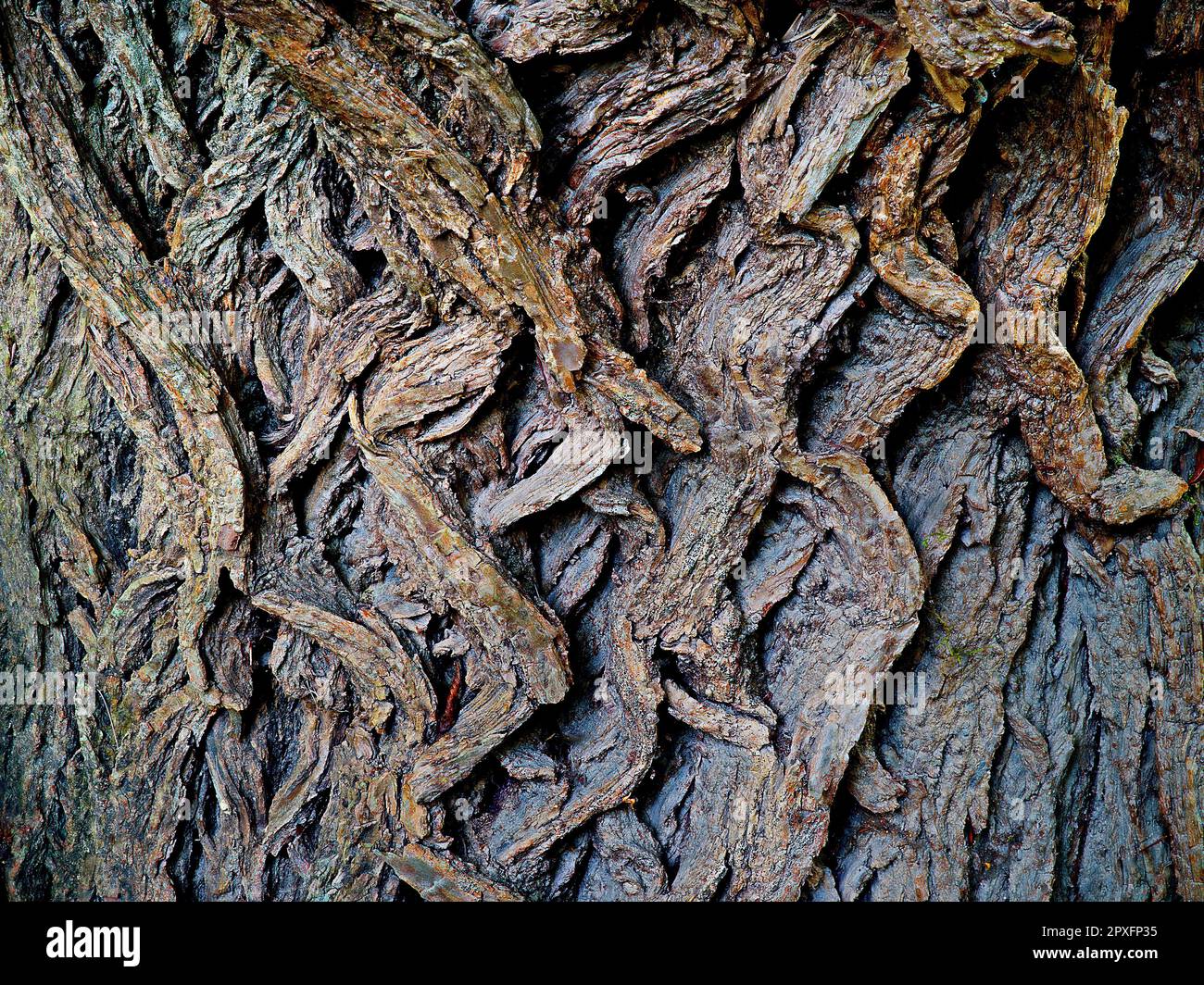 Tronc d'arbre - détail de l'écorce d'arbre Banque D'Images