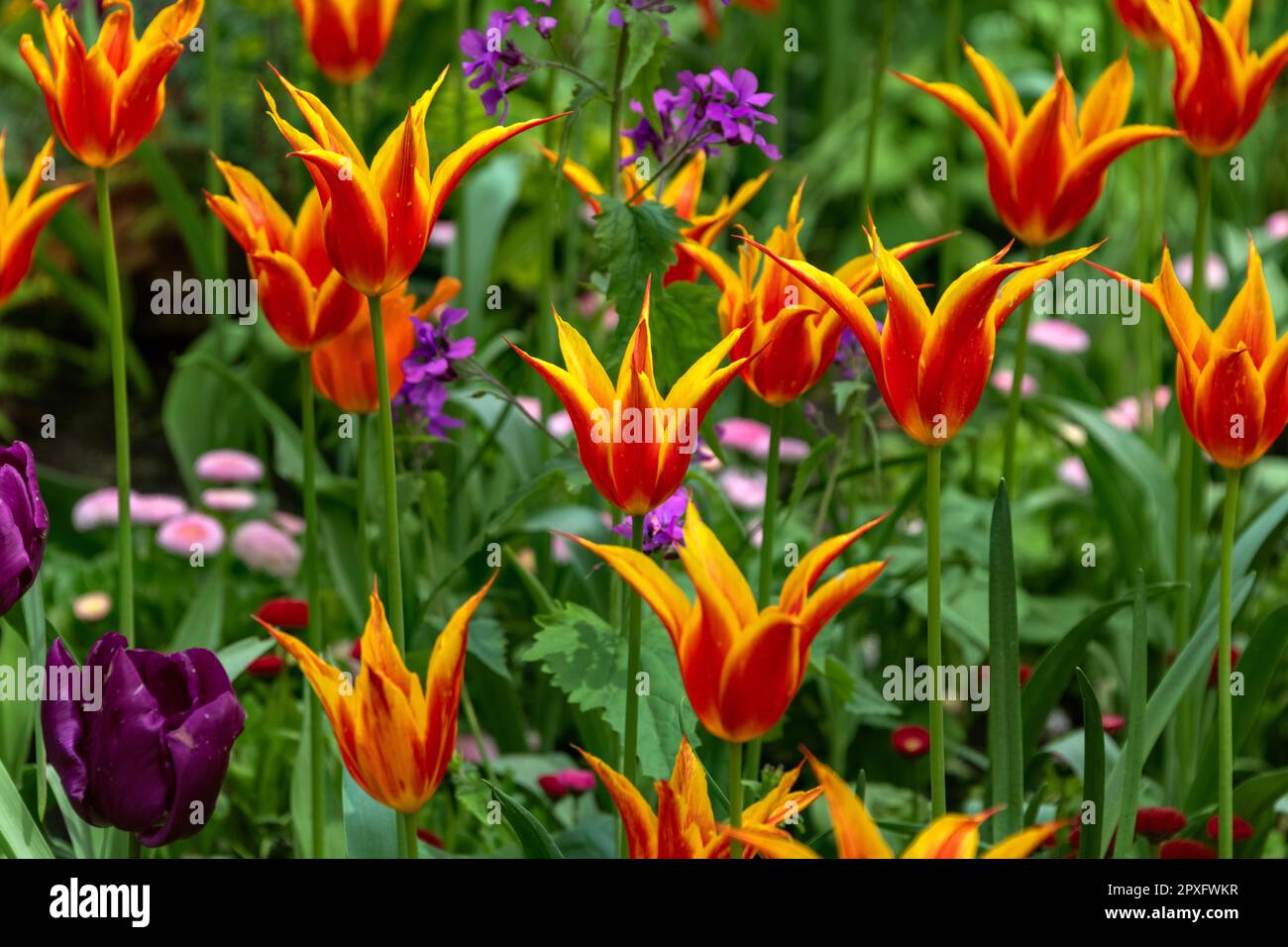 Exposition de tulipes colorées, St. James's Park, Londres, Royaume-Uni Banque D'Images