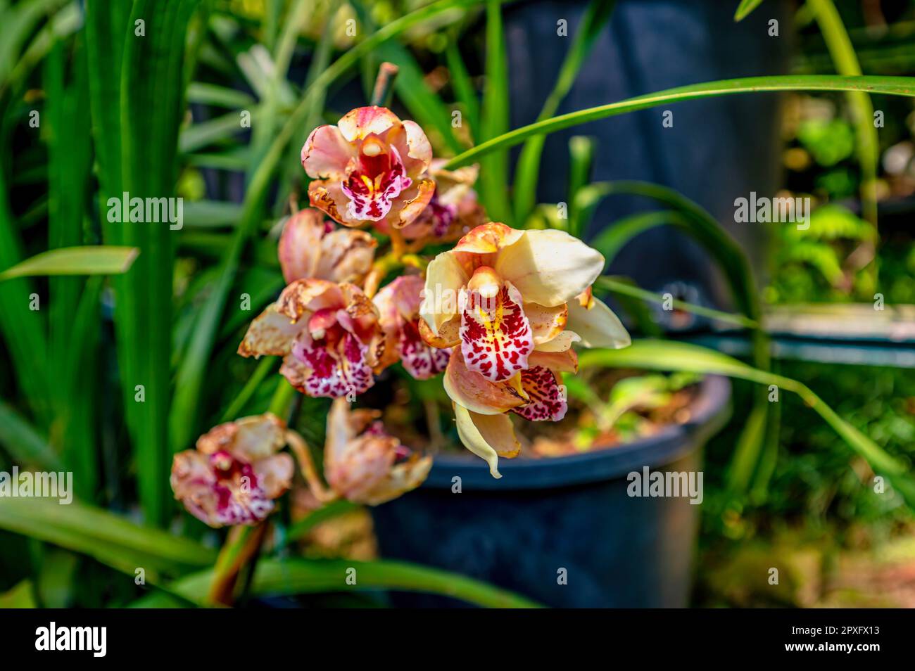 Une fleur d'orchidée rose vif qui fleurit dans un pot en céramique bleu glacé Banque D'Images