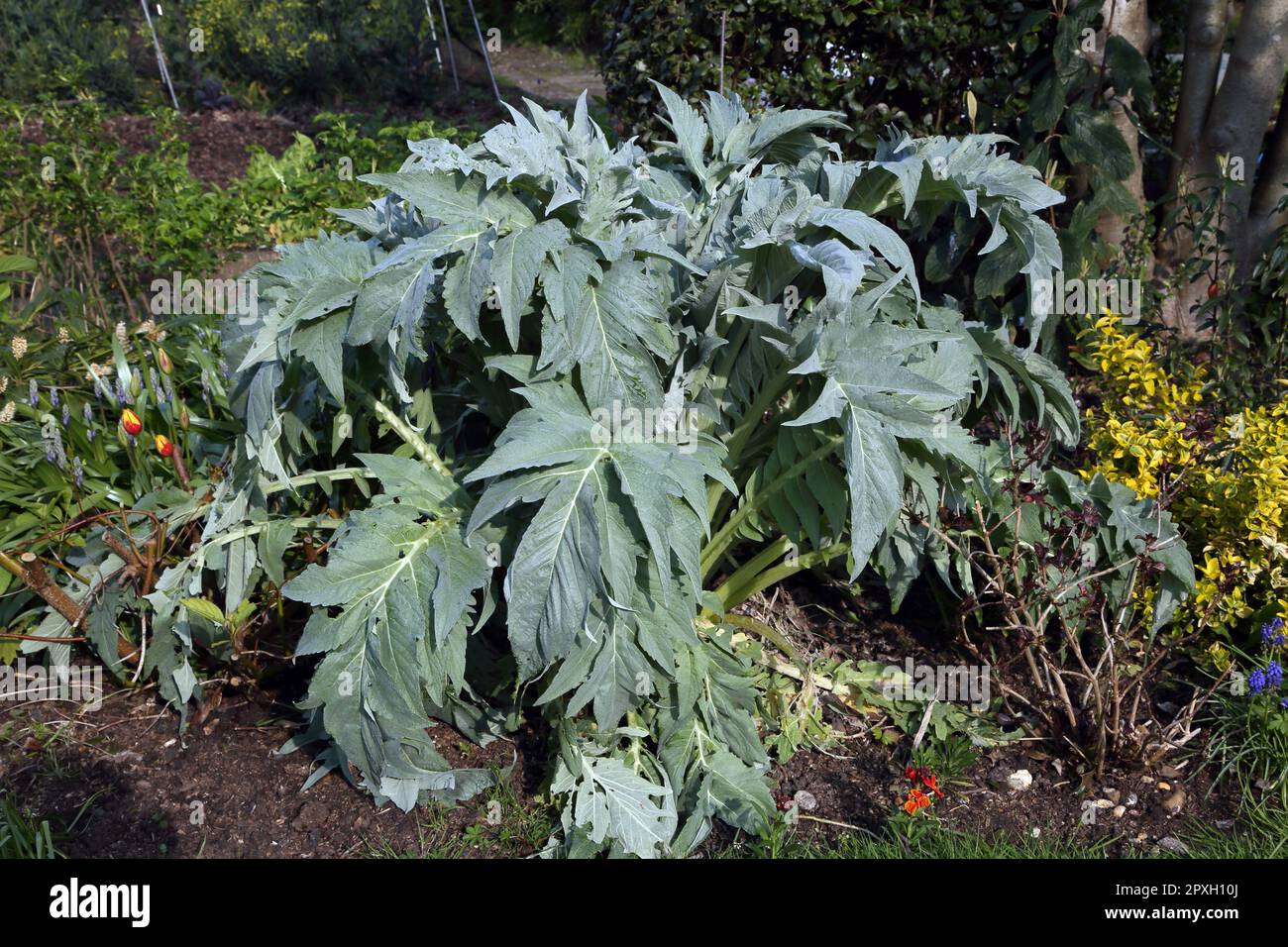 Feuilles d'argent de Globe Artichokes dans Garden Surrey, Angleterre Banque D'Images