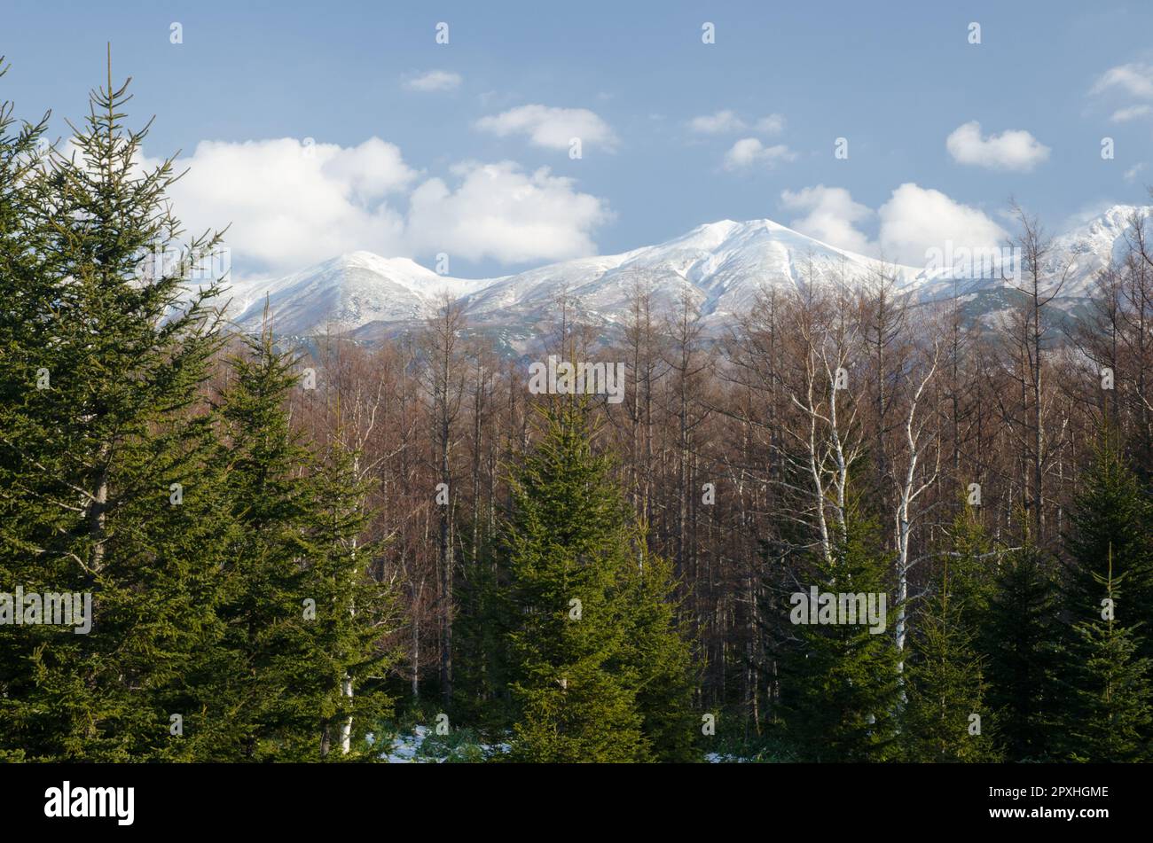 Forêt mixte et chaîne de montagnes de Shiretoko. Parc national de