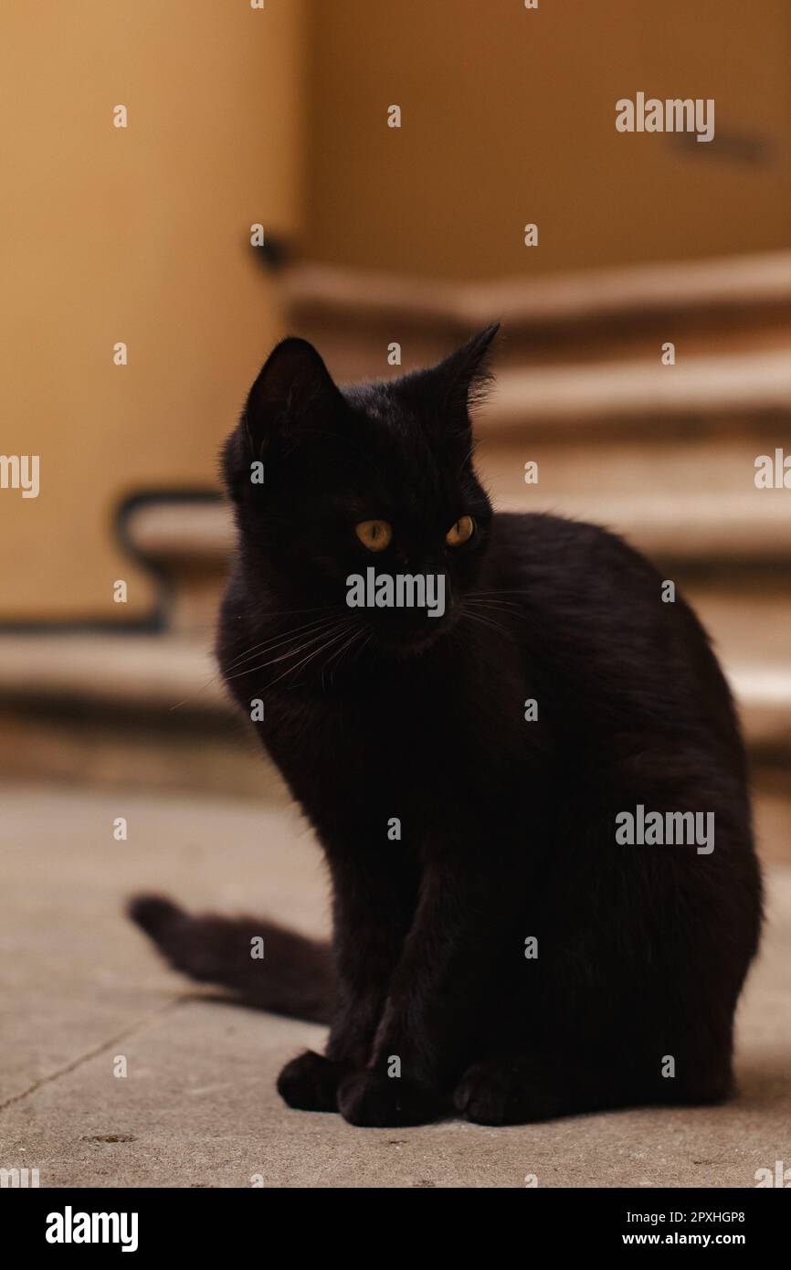 Chat noir assis et toilettant dans une cour aux murs jaunes. Félin mystérieux avec des yeux dorés dans une lumière douce, créant une atmosphère automnale chaude. Banque D'Images