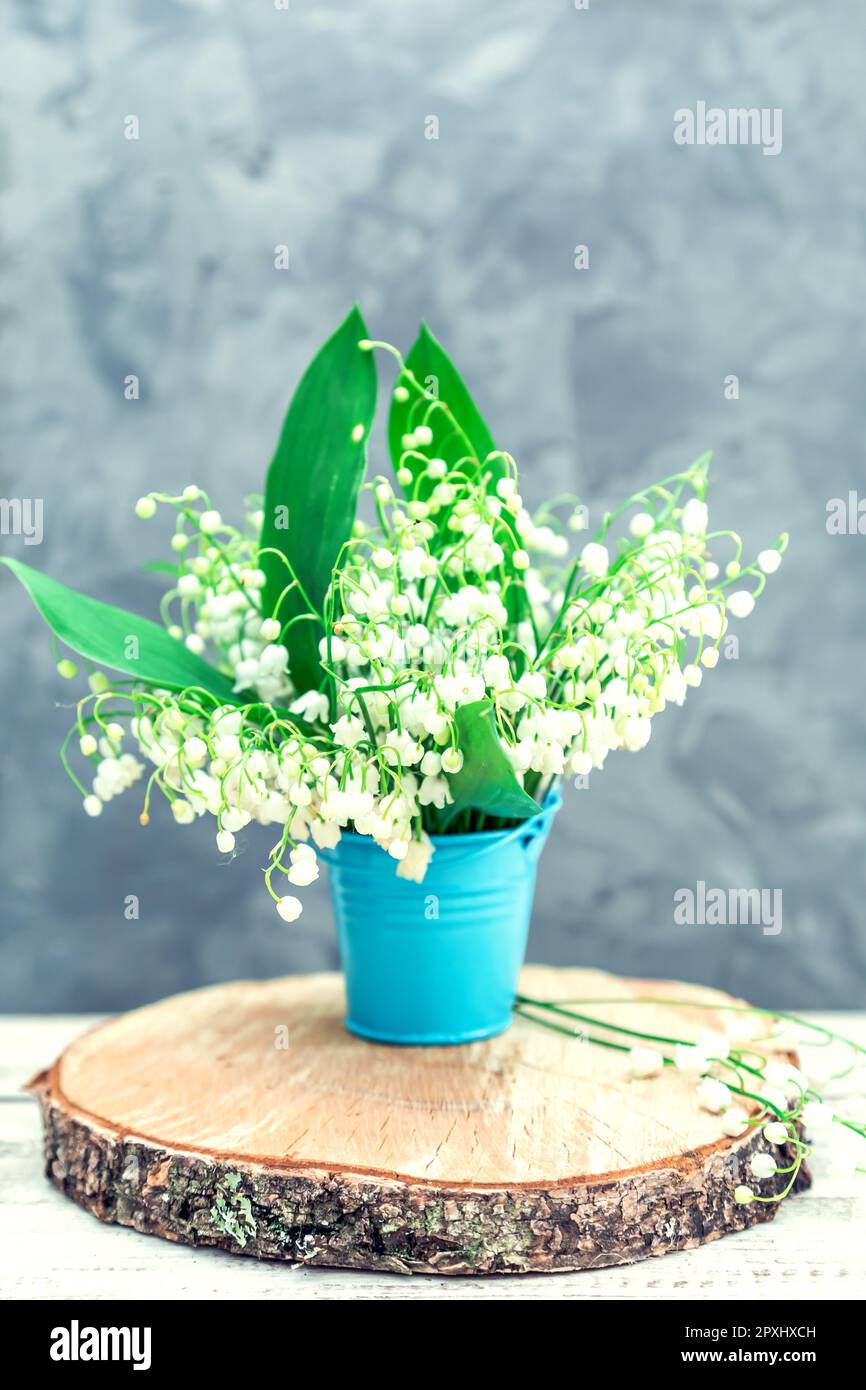 Bouquet de lys de la vallée dans un seau bleu sur fond gris. Carte de vœux. Banque D'Images