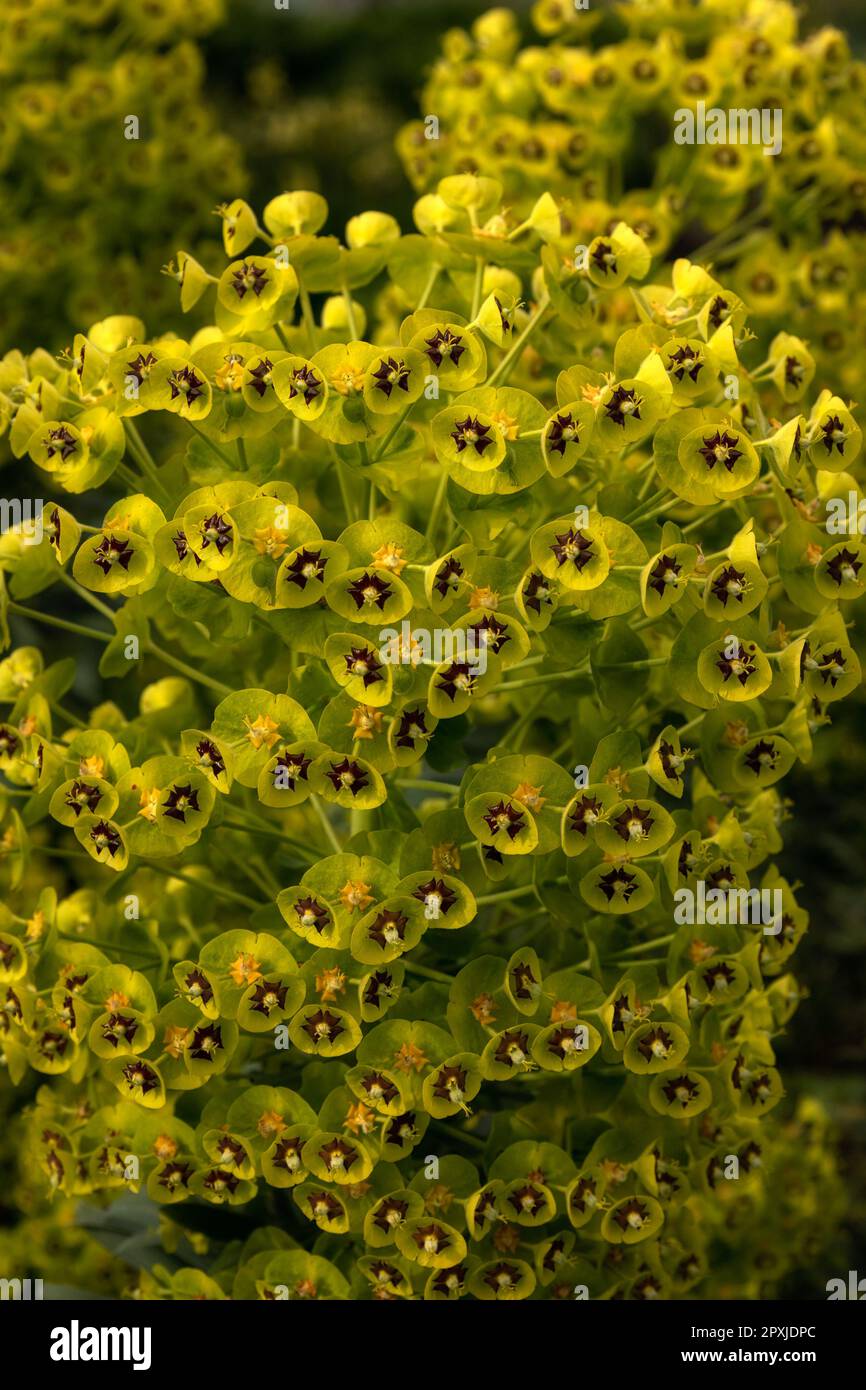 Gros plan des fleurs et des bractées de l'Euphorbia chacias subsp. Wulfenii 'Lambrook Gold' dans un jardin au printemps Banque D'Images