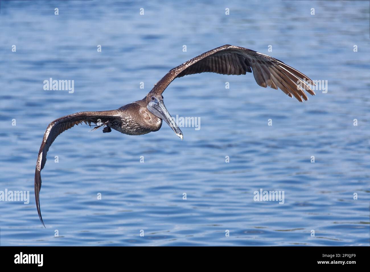 Pélican brun (Pelecanus occidentalis) au-dessus de la rivière Salt en Floride, sur la côte de la nature. Banque D'Images