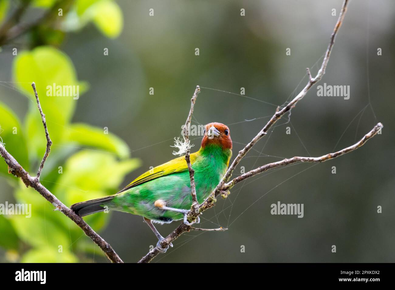 Un oiseau coloré, le Tanager à tête de baie, Tangara gyrola, à la recherche d'insectes sur une branche avec un spiderweb. Banque D'Images