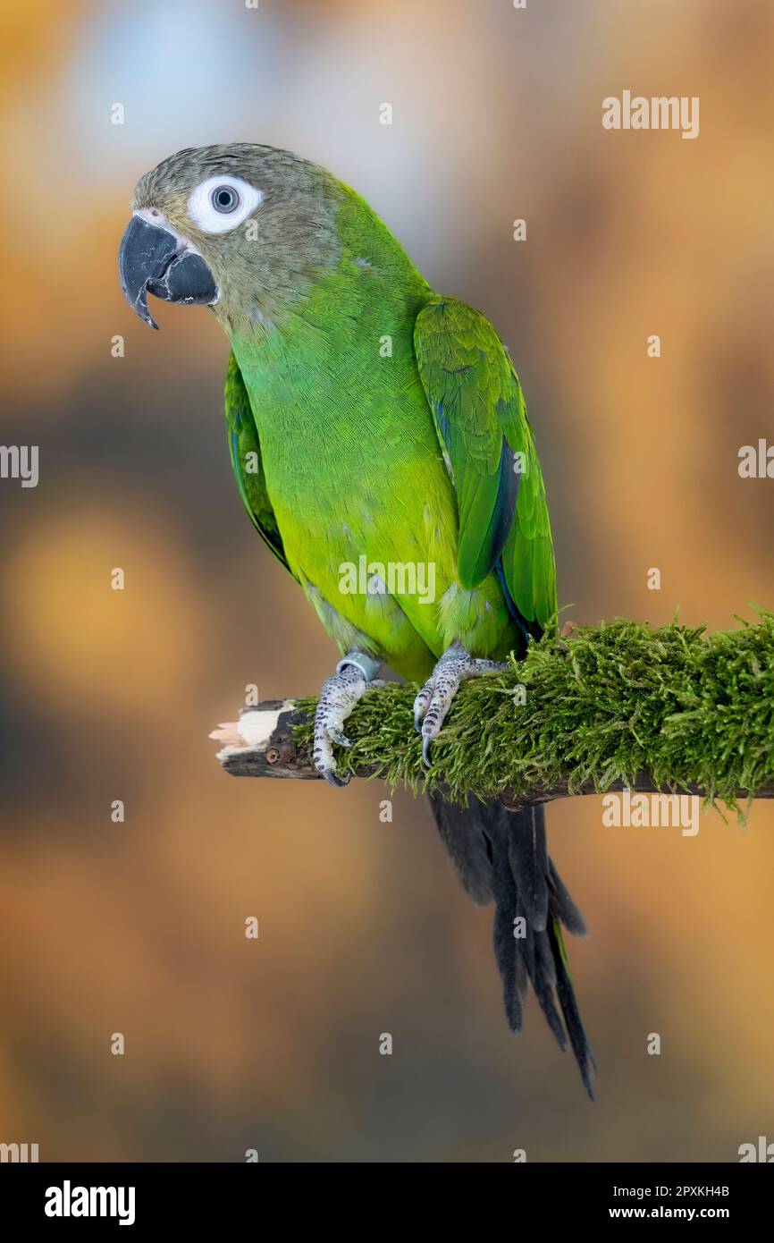 Parakeet à tête sombre ou la conure de Weddell Banque D'Images