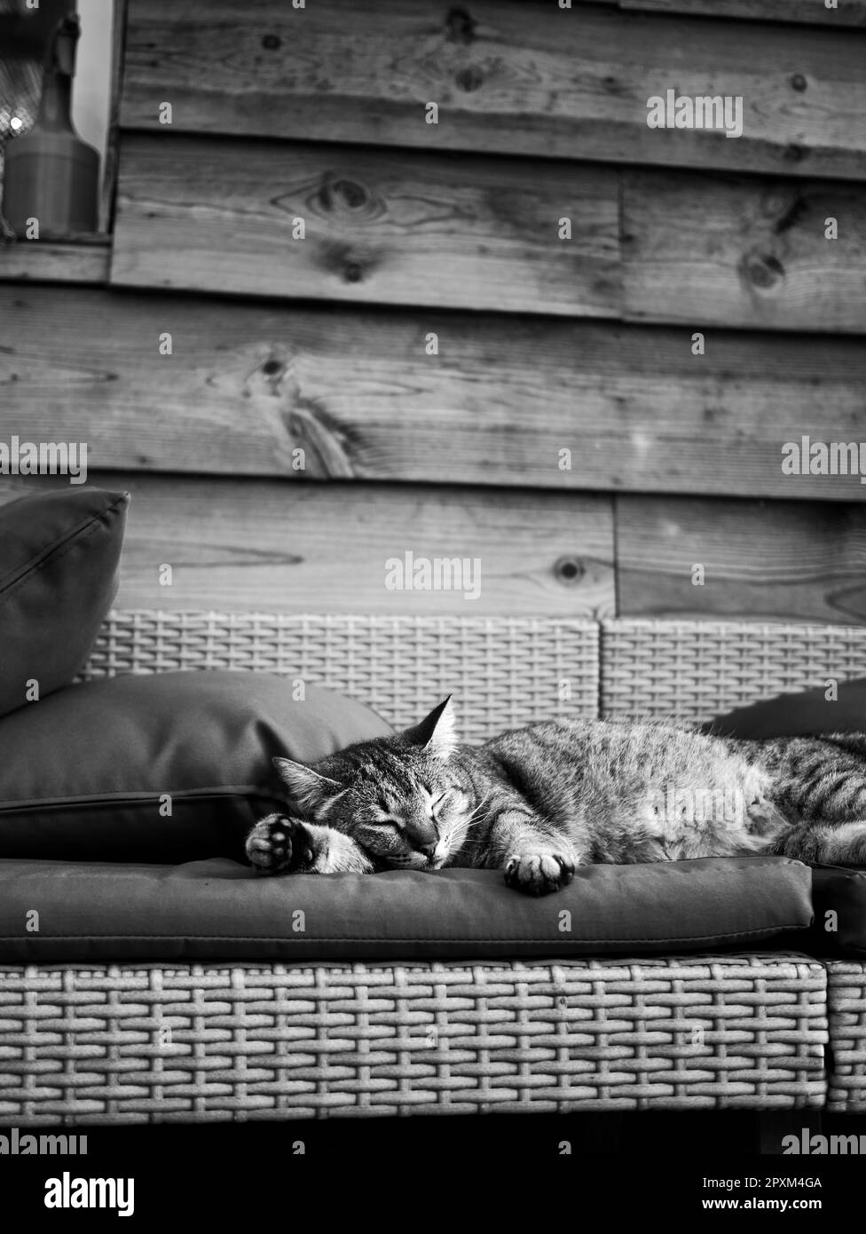 Une échelle de gris d'un chat domestique dormant dans un fauteuil confortable Banque D'Images