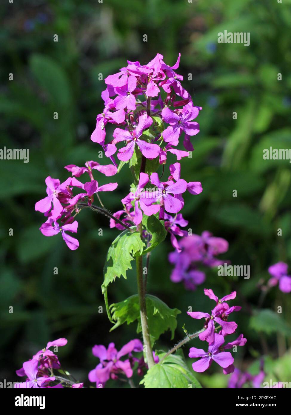 Violet Lunaria fleurs d'honnêteté Banque D'Images