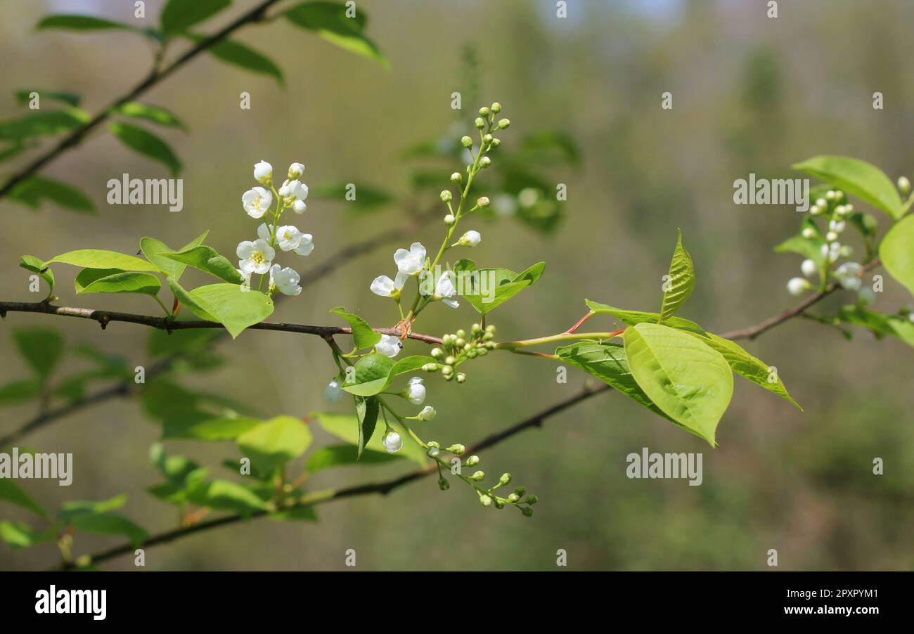 Prunus Padis, oiseau de cerisier en fleur Banque D'Images