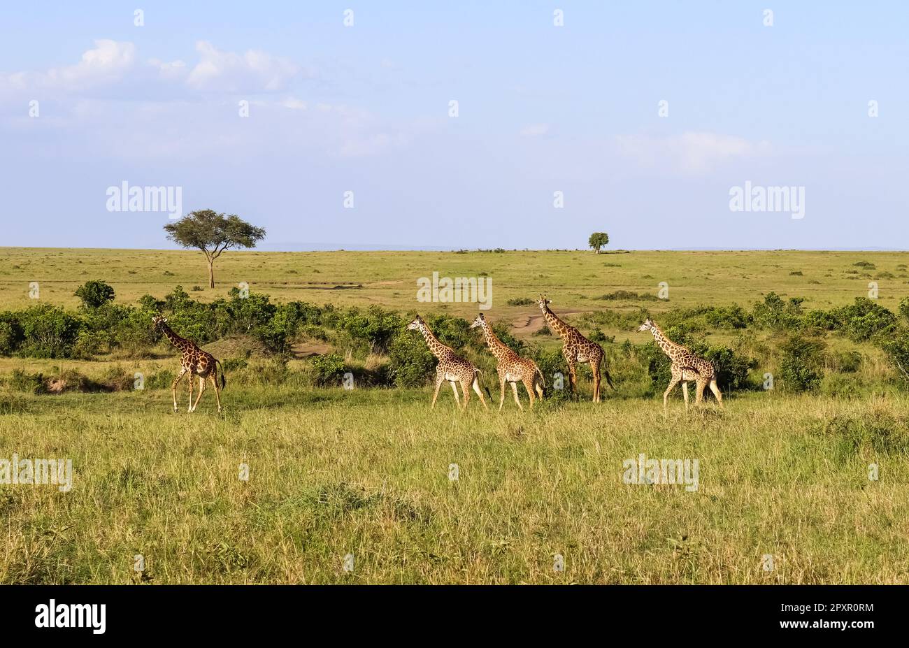 Belle girafe dans la nature sauvage de l'Afrique Banque D'Images