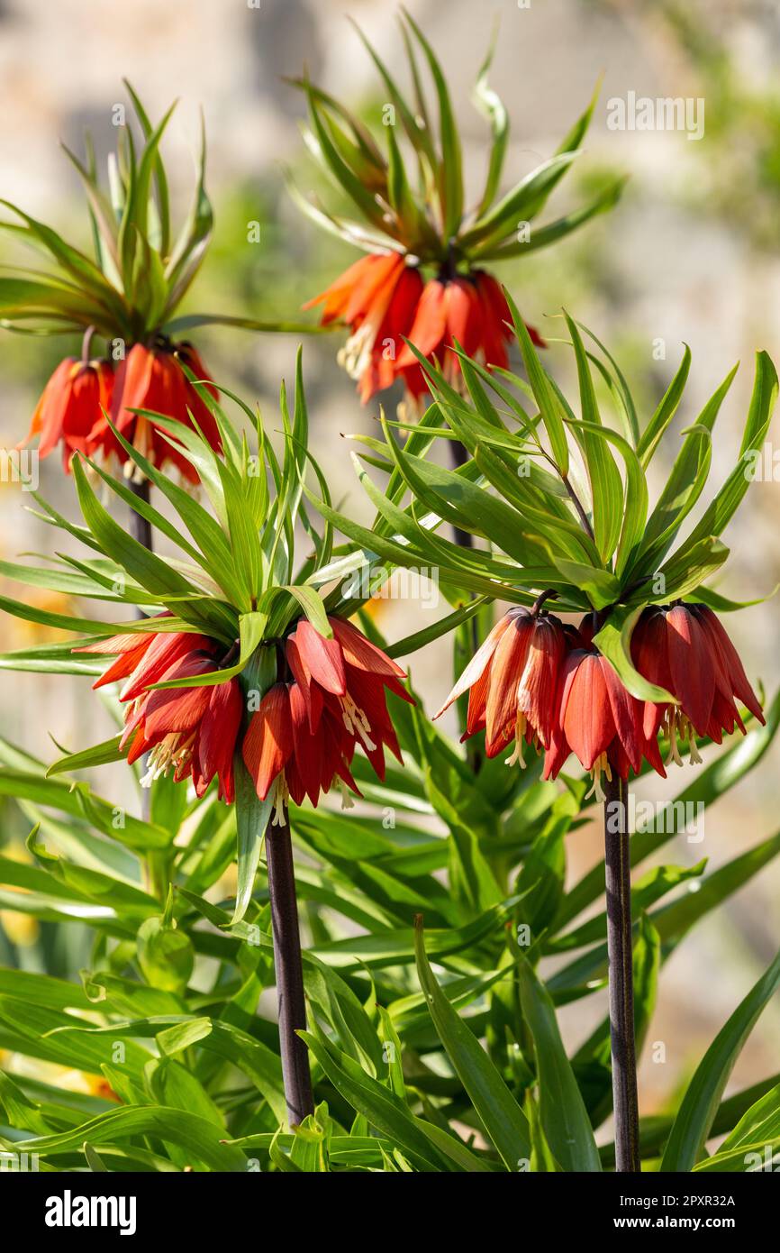 Le Fritilaria impérialis, la couronne impériale, le fritillaire impérial ou la couronne du Kaiser, est une espèce de plante florissante de la famille des Liliaceae Banque D'Images