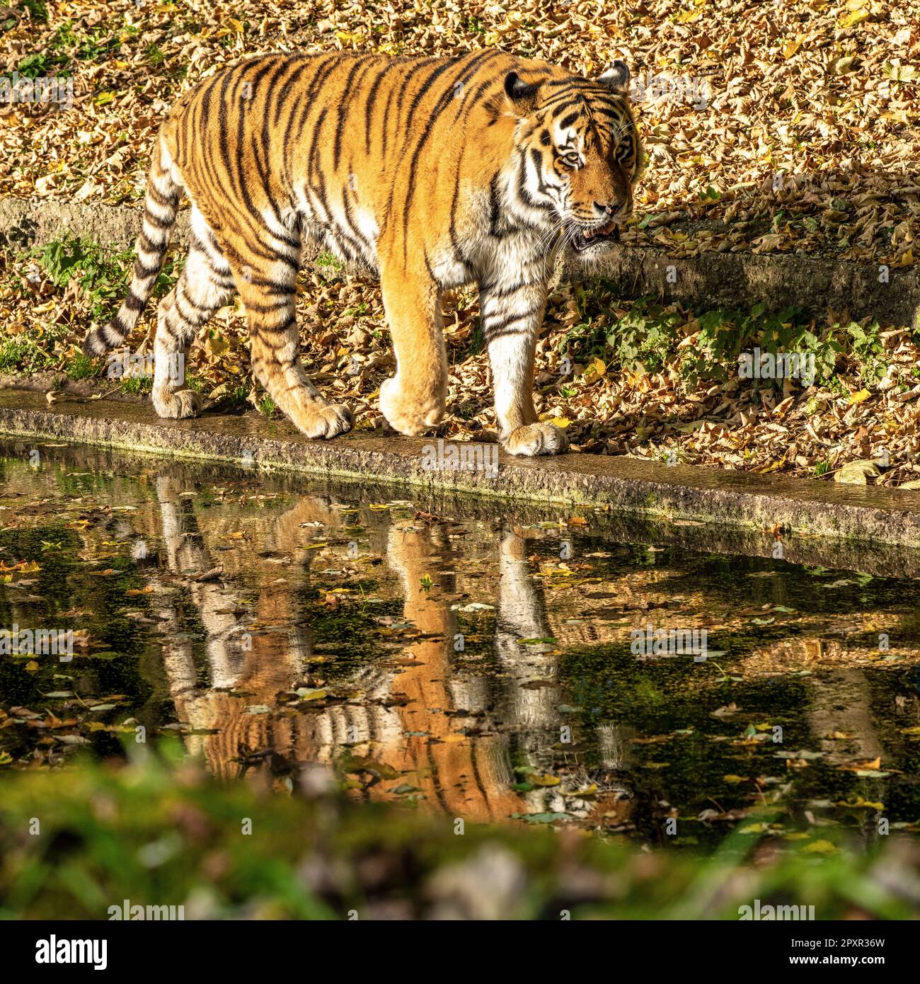 Le tigre de Sibérie, Panthera tigris altaica est le plus grand chat dans le monde Banque D'Images