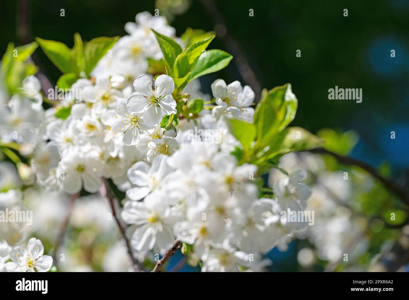 Cerise aigre à fleurs, Prunus ceratus, au printemps Banque D'Images