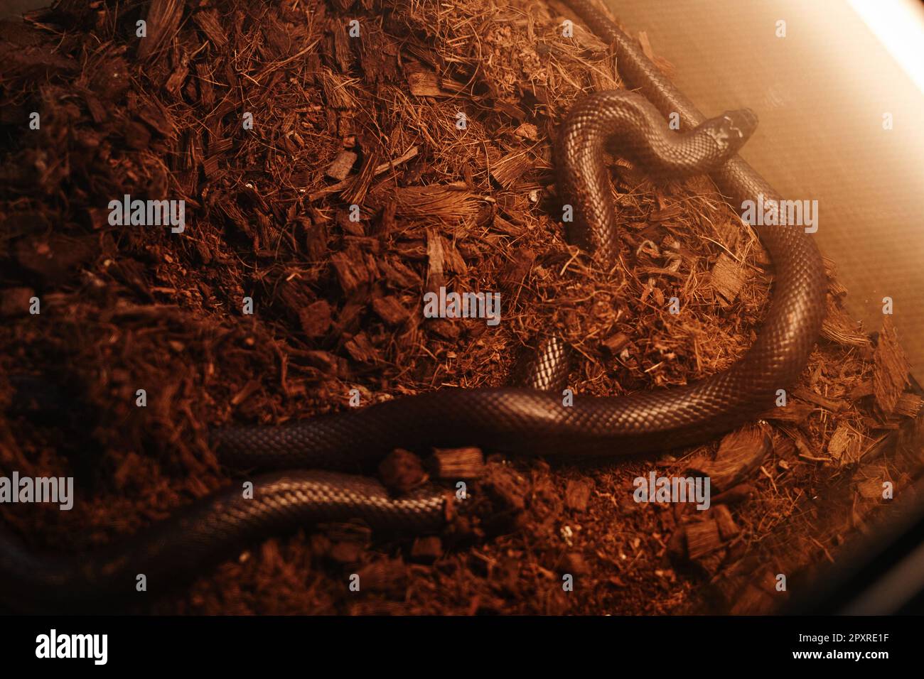 Partie du terrarium avec deux serpents de rat de cuivre qui sont des animaux exotiques rampant sur la sciure à l'intérieur de volière transparente recréant l'environnement naturel Banque D'Images