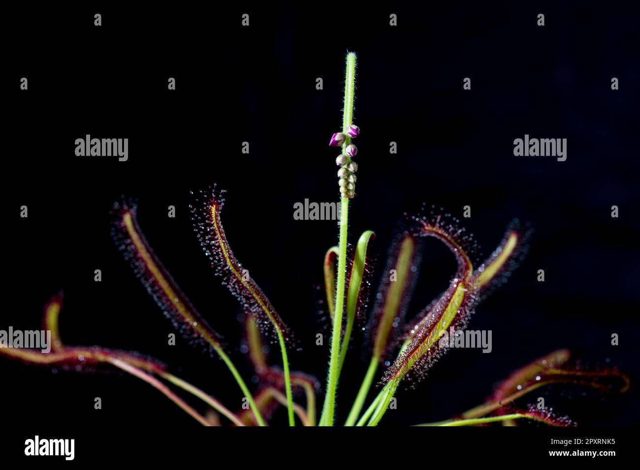 Fleur plante carnivore cape sundew. Banque D'Images