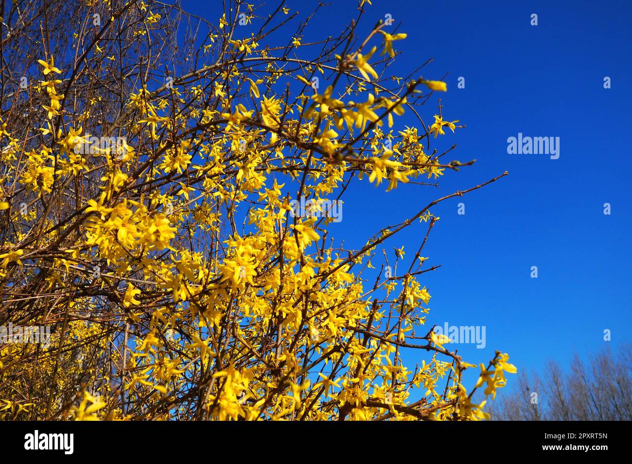 Forsythia est un genre d'arbustes et de petits arbres de la famille des oliviers. De nombreuses fleurs jaunes sur des branches et des pousses contre un ciel bleu. Lamiaceae Olive Banque D'Images
