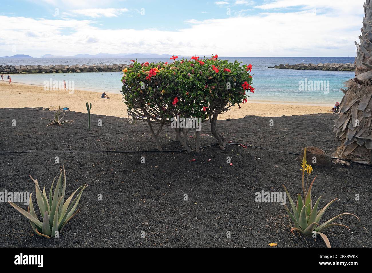 Hibiscs et jardin d'aloe vera, plage Playa Blanca, Lanzarote prise en février 2023 Banque D'Images