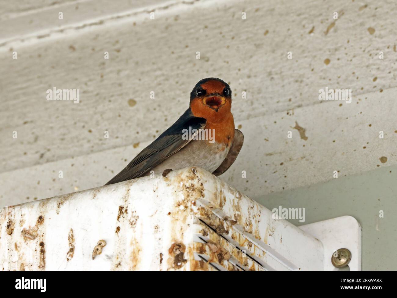 Bienvenue Swallow (Hirundo neoxena neoxena) lumière perchée pour adultes appelant le sud-est du Queensland, Australie. Mars Banque D'Images