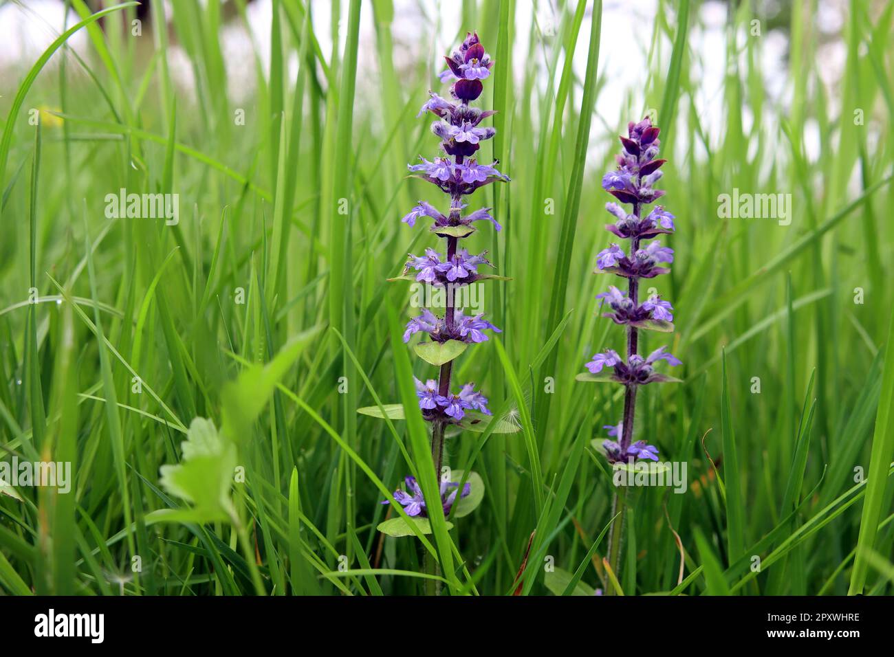 Fleur d'été cachée dans l'herbe haute Banque D'Images
