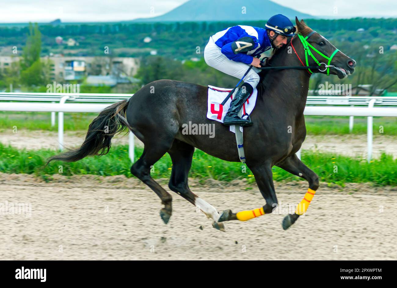 PYATIGORSK, RUSSIE - AVRIL 30,2023:pris dans Pyatigorsk Horse Racing hippodrom.Jockey sur l'étalon arabe brun. Banque D'Images